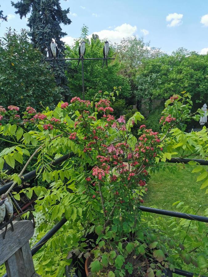 Petit Nid Homestay Strasbourg